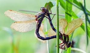 Attēlu rezultāti vaicājumam “Aeshna grandis”