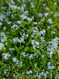 Attēlu rezultāti vaicājumam “Myosotis”
