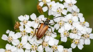 Attēlu rezultāti vaicājumam “Pseudovadonia livida”