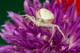 Attēlu rezultāti vaicājumam “Misumena vatia”