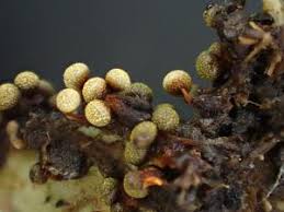 Attēlu rezultāti vaicājumam “Physarum compressum”