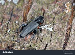 Attēlu rezultāti vaicājumam “Melandrya dubia”