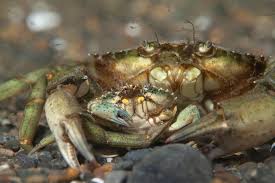 Image result for Carcinus maenas