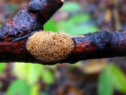 Attēlu rezultāti vaicājumam “Dichomitus campestris”