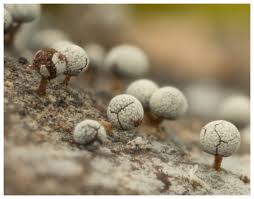 Attēlu rezultāti vaicājumam “Trichia botrytis young”