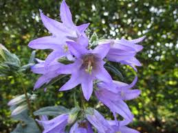 Image result for Campanula trachelium