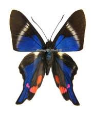 Attēlu rezultāti vaicājumam “Riodinidae”