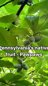 Attēlu rezultāti vaicājumam “Crepis paludosa fruit”