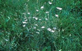 Attēlu rezultāti vaicājumam “Cribraria aurantiaca stalked”
