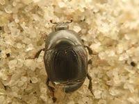 Attēlu rezultāti vaicājumam “Hypocaccus rugiceps”