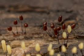 Attēlu rezultāti vaicājumam “Stemonitidaceae”