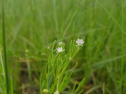 Attēlu rezultāti vaicājumam “Spergularia marina leaf”