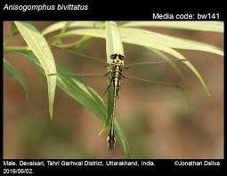Attēlu rezultāti vaicājumam “Gomphidae”