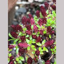 Attēlu rezultāti vaicājumam “Salix x doniana flower”
