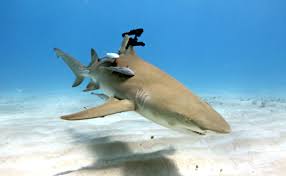 Image result for sharks lasers
