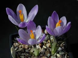Attēlu rezultāti vaicājumam “Crocus vernus subsp. vernus”
