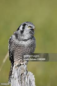 Attēlu rezultāti vaicājumam “Strigiformes”