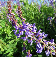 Attēlu rezultāti vaicājumam “Galega orientalis bud”