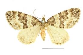 Attēlu rezultāti vaicājumam “Electrophaes corylata”