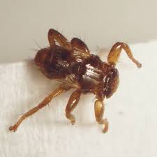 Attēlu rezultāti vaicājumam “Lipoptena cervi”