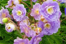 Image result for Geranium `Summer Skies`