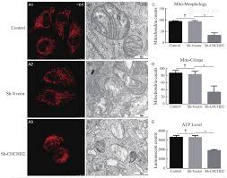 Image result for Co de Crista Chins