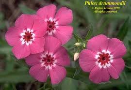 Image result for Phlox drummondii