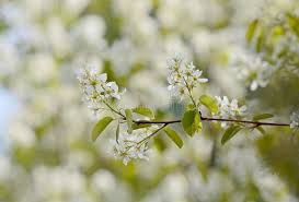 Attēlu rezultāti vaicājumam “Amelanchier spicata flower”