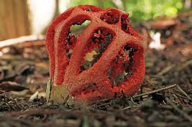Attēlu rezultāti vaicājumam “Clathrus ruber”