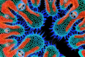 Attēlu rezultāti vaicājumam “Cribraria cancellata macro”