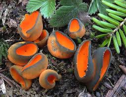 Attēlu rezultāti vaicājumam “Caloscypha fulgens”