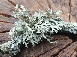 Attēlu rezultāti vaicājumam “Ramalina farinacea”