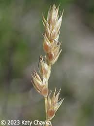 Attēlu rezultāti vaicājumam “Carex hirta male flower”