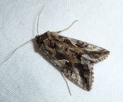 Attēlu rezultāti vaicājumam “Autographa gamma”