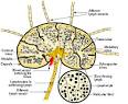 Lymph node - Wikipedia, the free encyclopedia