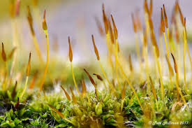 Attēlu rezultāti vaicājumam “Tortula muralis sporophyte”