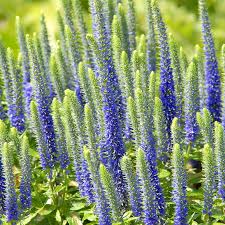 Attēlu rezultāti vaicājumam “Veronica spicata”