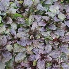 Attēlu rezultāti vaicājumam “Ajuga reptans leaf”