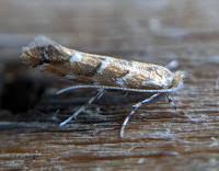 Attēlu rezultāti vaicājumam “Cameraria ohridella”