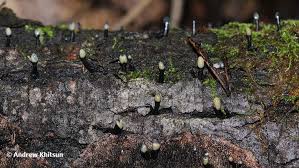 Attēlu rezultāti vaicājumam “Holwaya mucida”