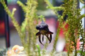 Image result for 出目金