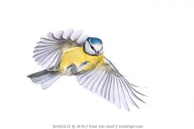 Image result for Cyanistes caeruleus