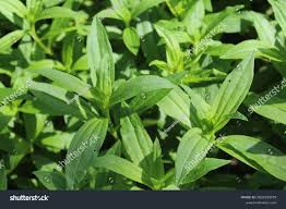 Attēlu rezultāti vaicājumam “Saponaria officinalis leaf”