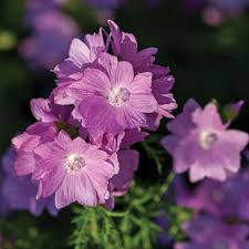 Image result for Malva moschata