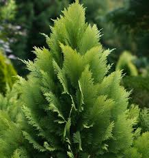 Attēlu rezultāti vaicājumam “Thuja occidentalis leaf”