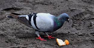 Attēlu rezultāti vaicājumam “Columba livia f. domestica adult”