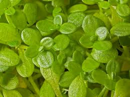 Attēlu rezultāti vaicājumam “Callitrichaceae”