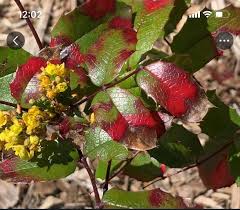 Attēlu rezultāti vaicājumam “Mahonia aquifolium bud”
