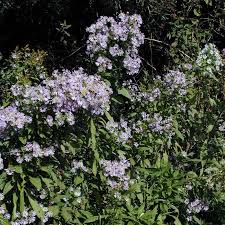 Attēlu rezultāti vaicājumam “Symphytocarpus impexus young”