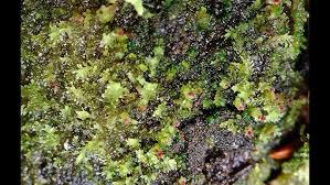 Attēlu rezultāti vaicājumam “Lophozia ascendens”